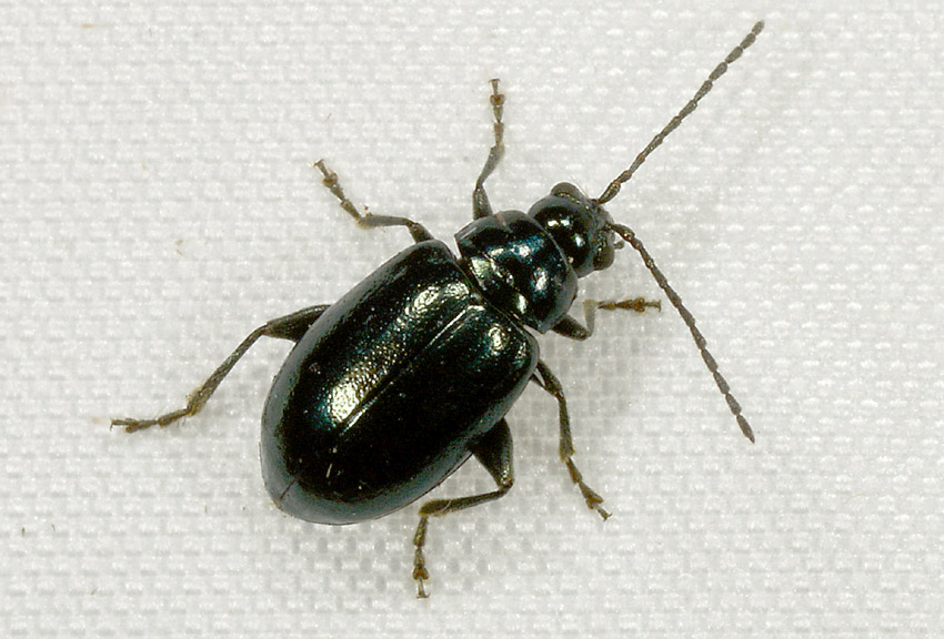 Chrysomelidae, Altica sp.